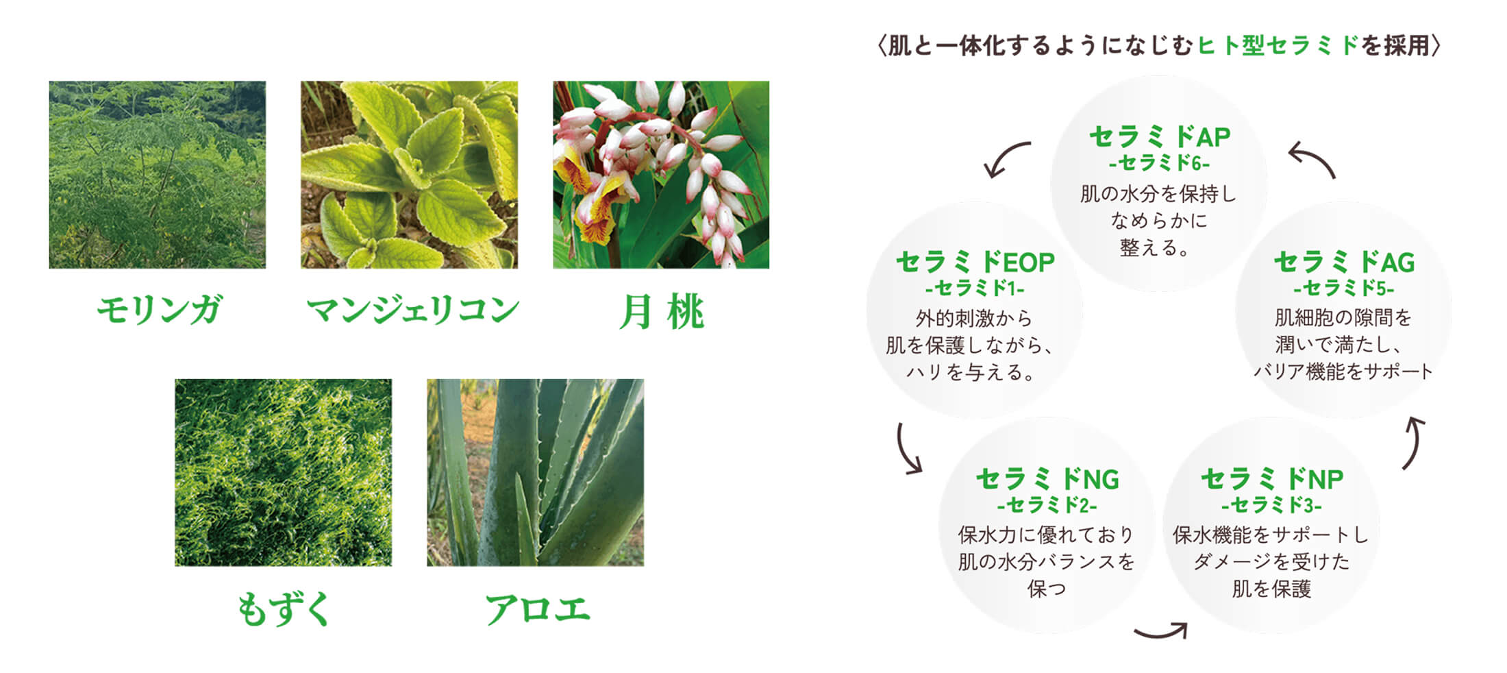 主要植物素材と保湿・整肌成分