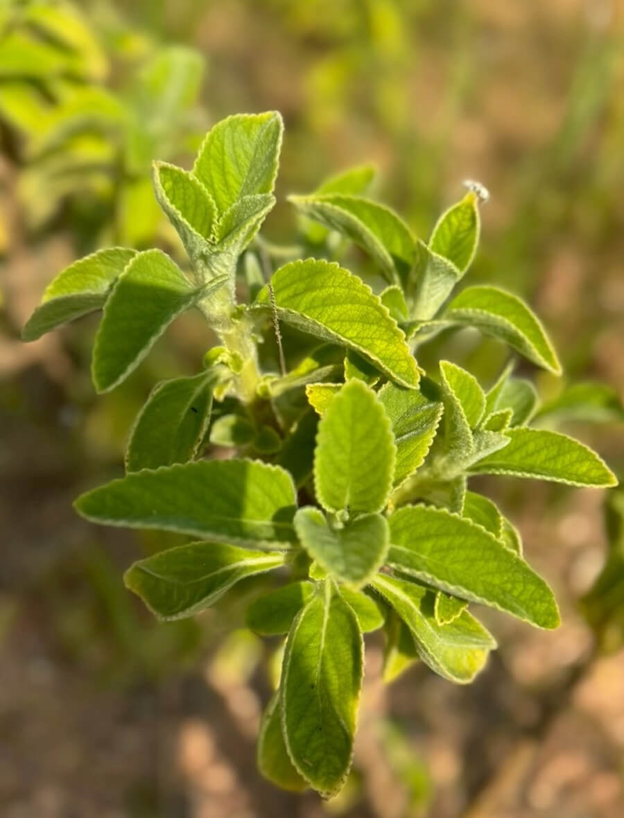 マンジェリコン