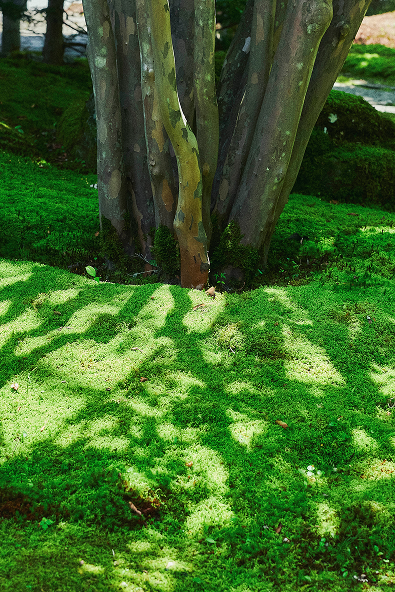 自然の風景